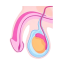 Home 53 1679807400 large removebg preview.png