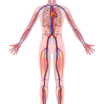 Home vascular surgery removebg preview.png